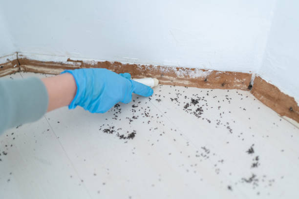 Pest Control for Restaurants in New Brighton, PA